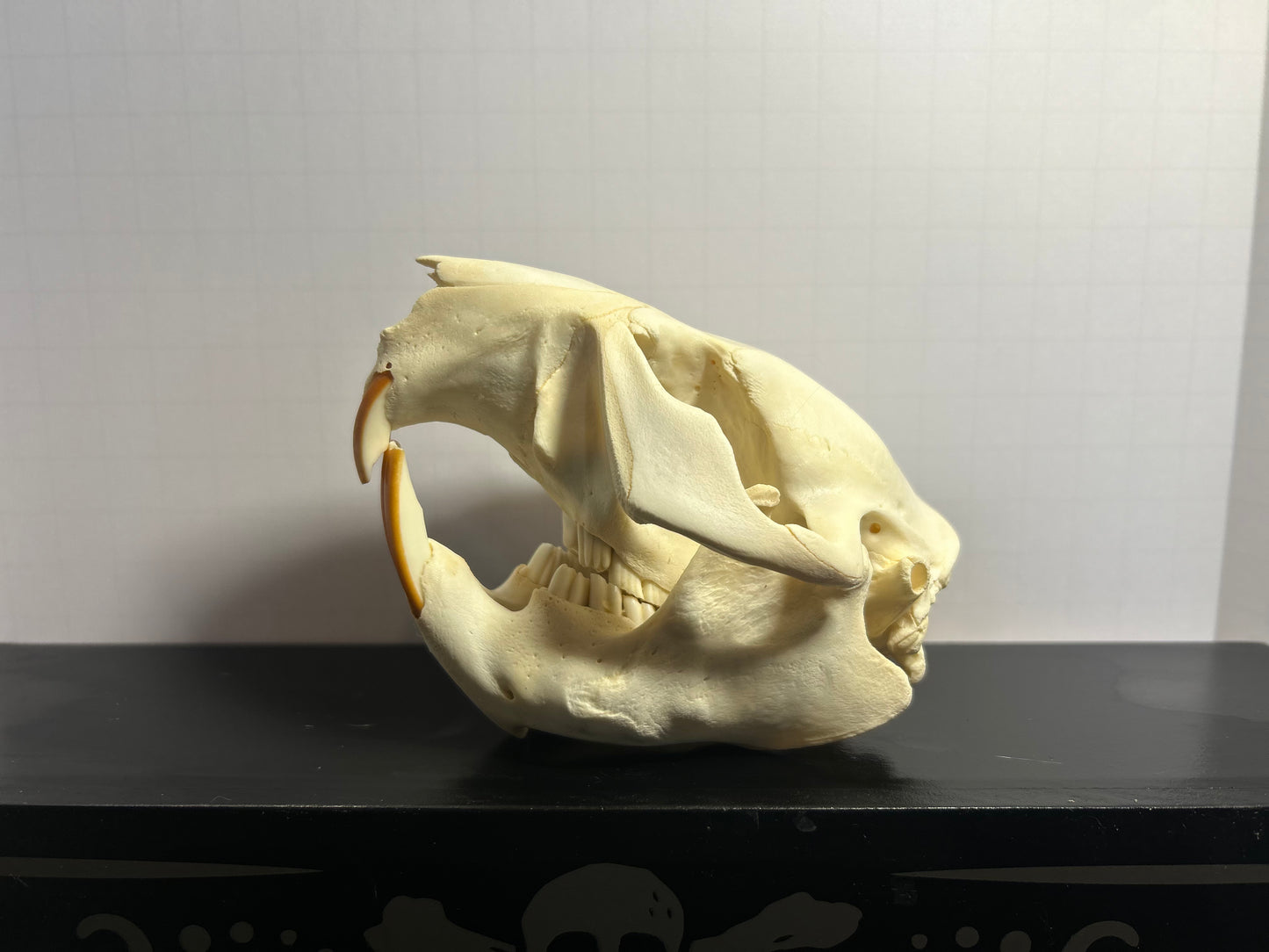 Beaver Skull