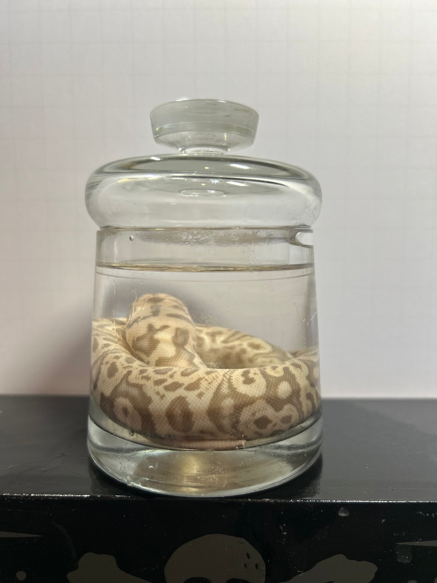 Banana Ball Python Wet Specimen