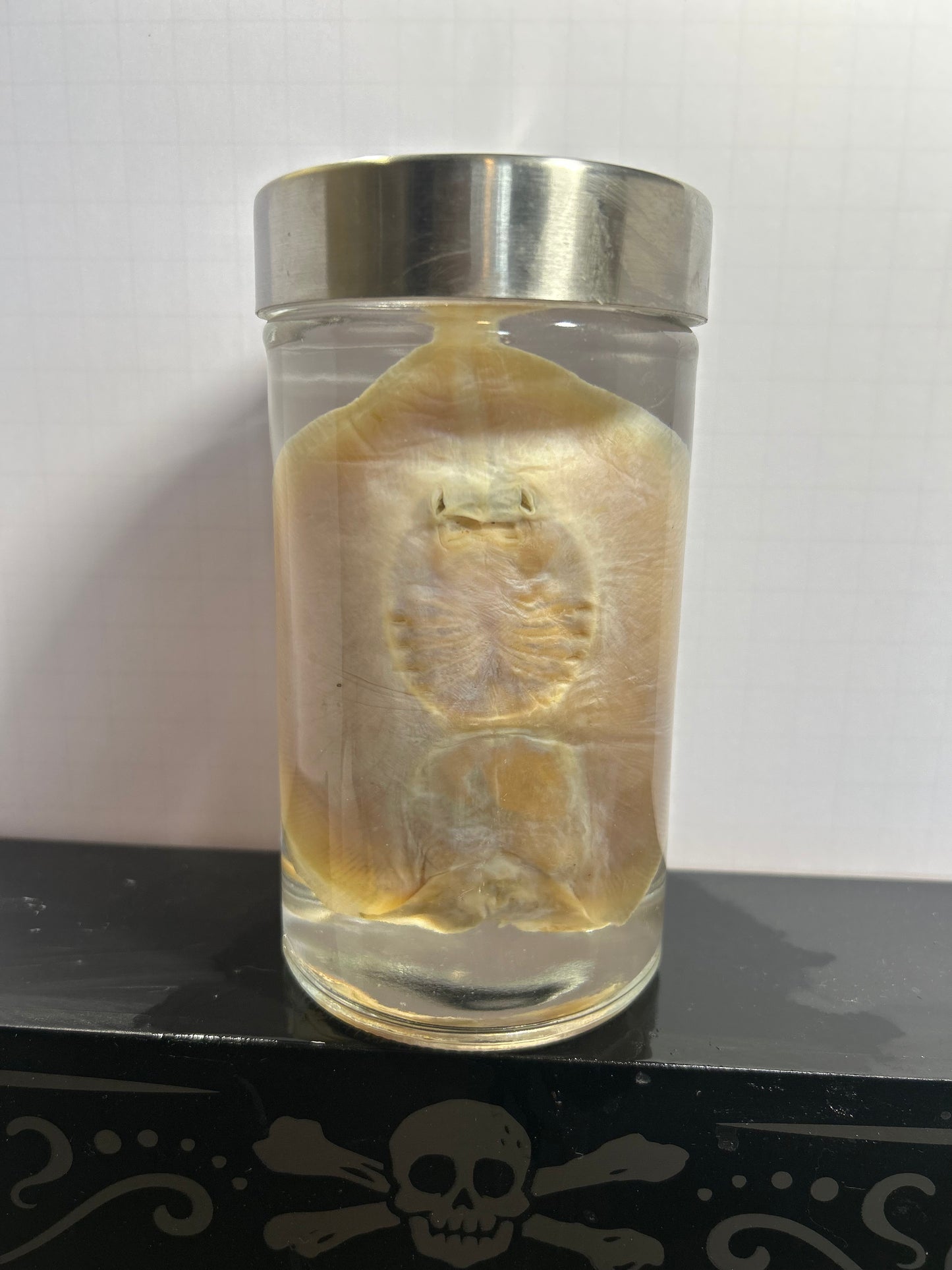 Stingray wet specimen