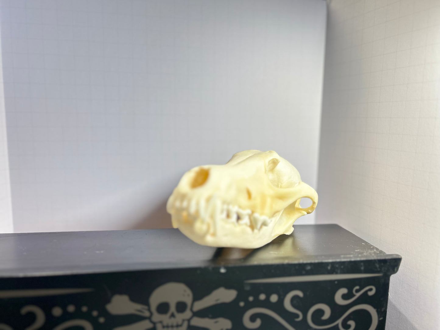Coyote Skull