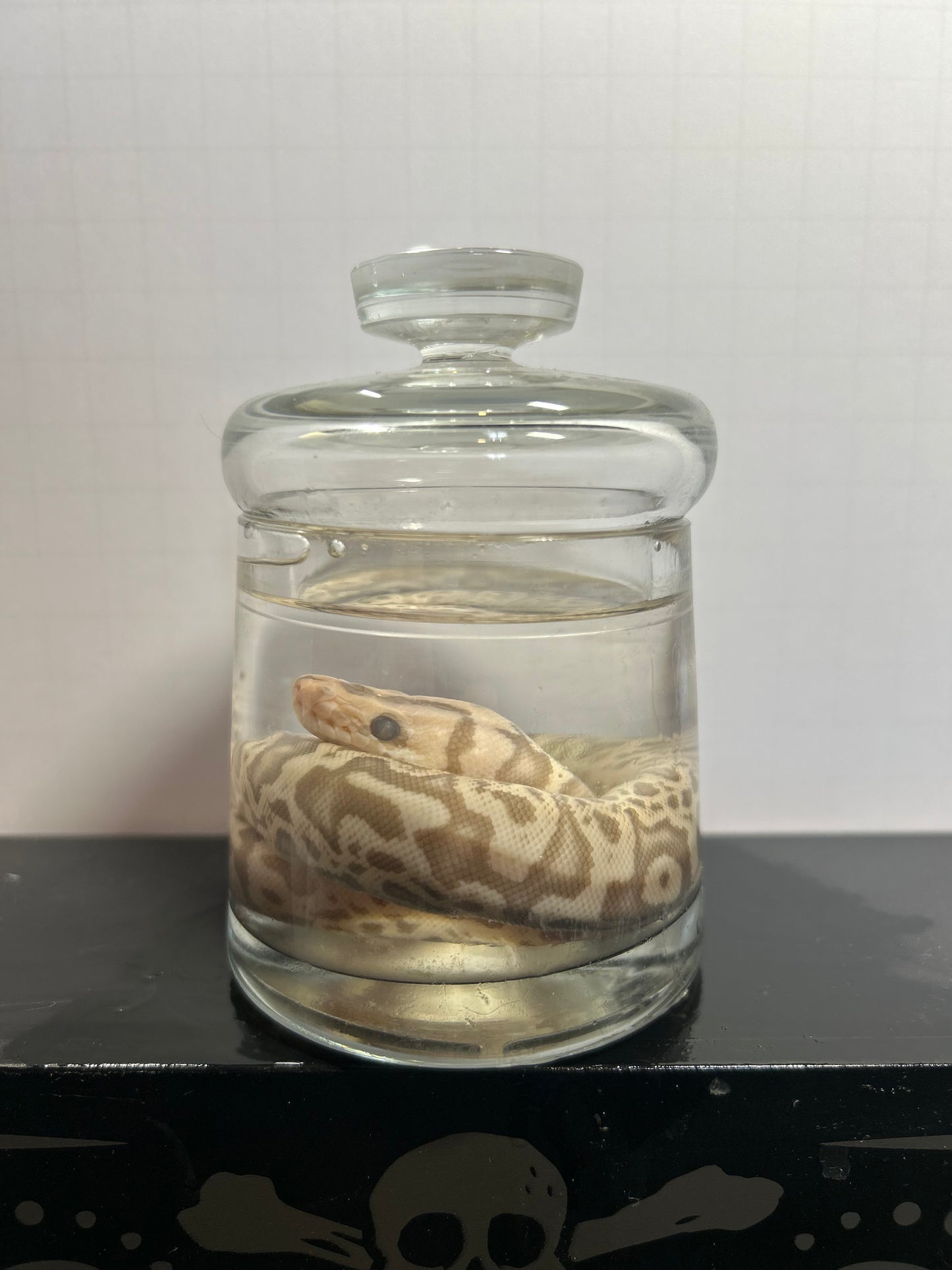 Banana Ball Python Wet Specimen