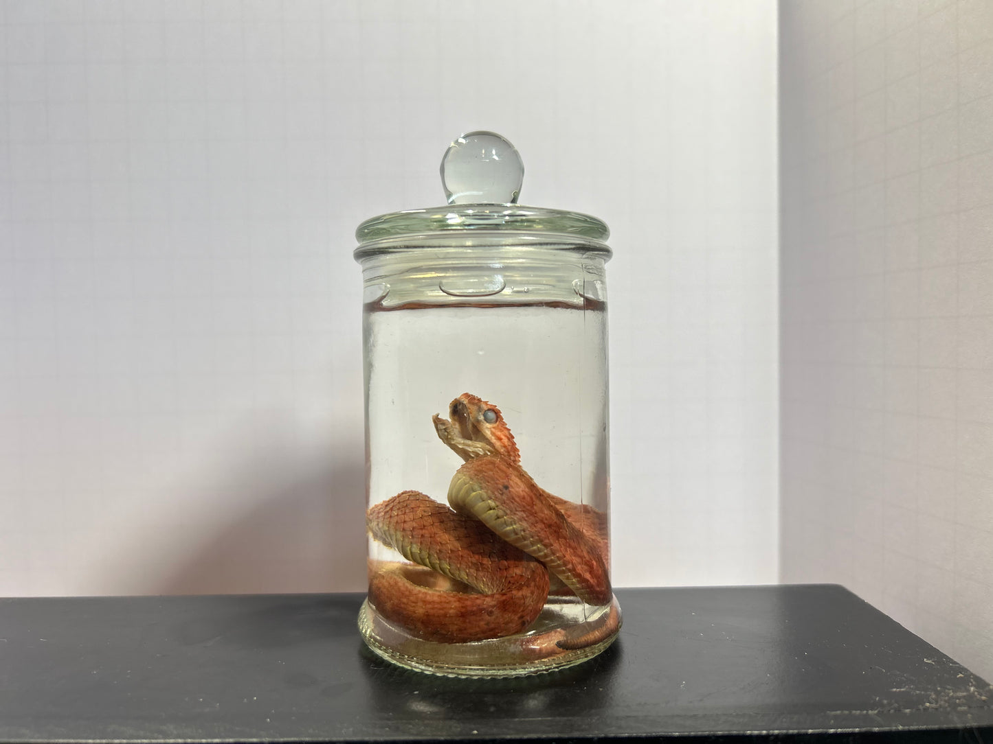 Venomous Bush Viper Wet Specimen
