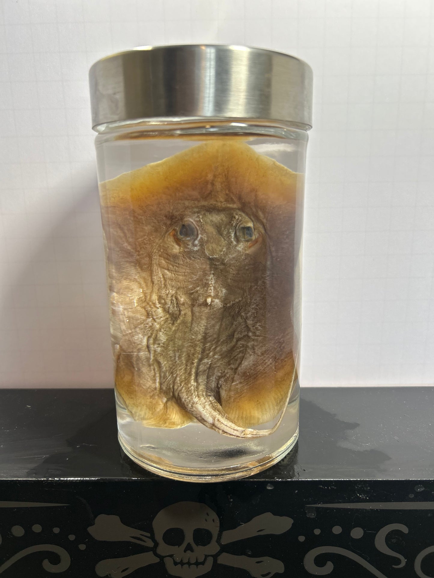 Stingray wet specimen