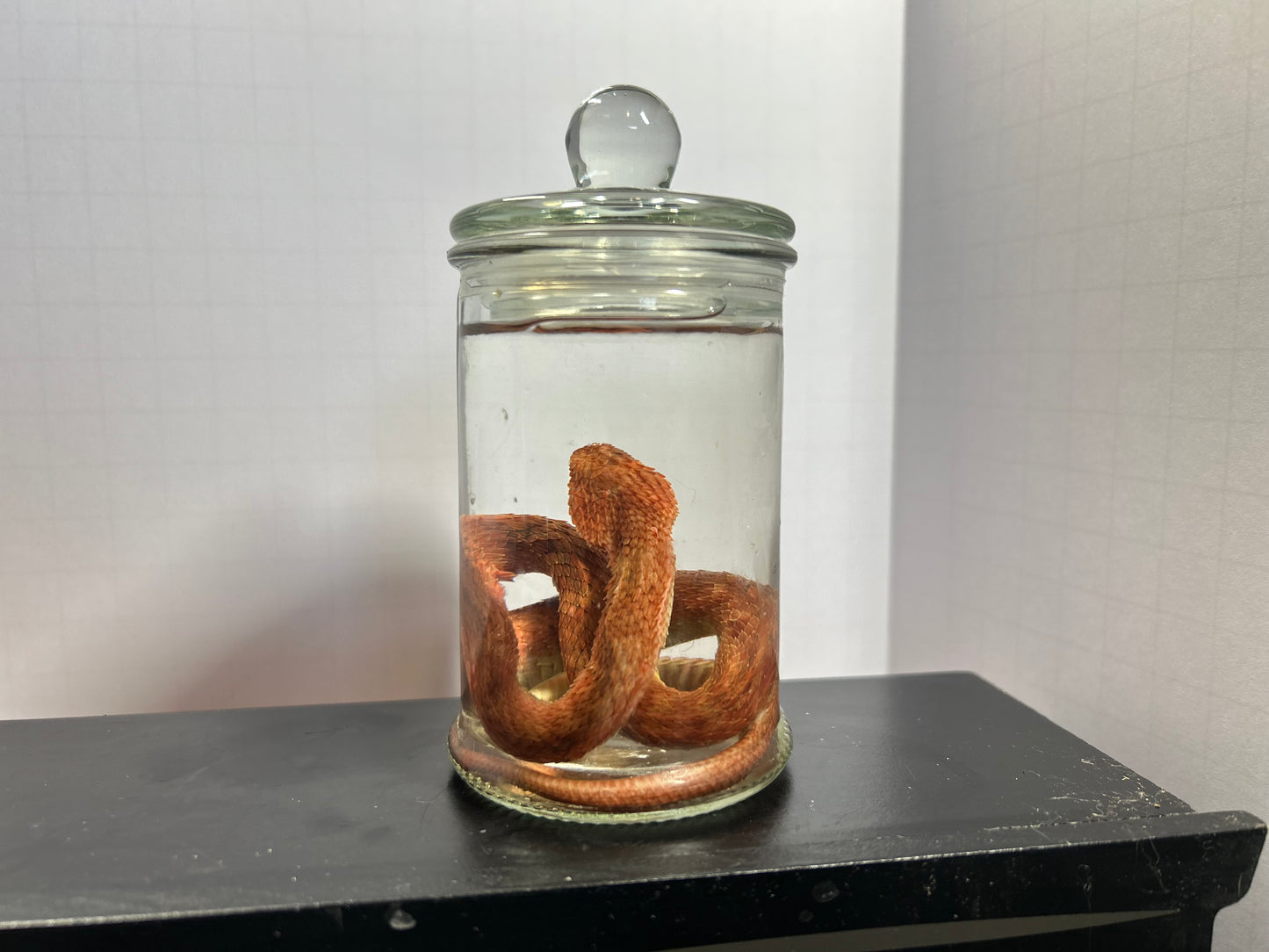 Venomous Bush Viper Wet Specimen