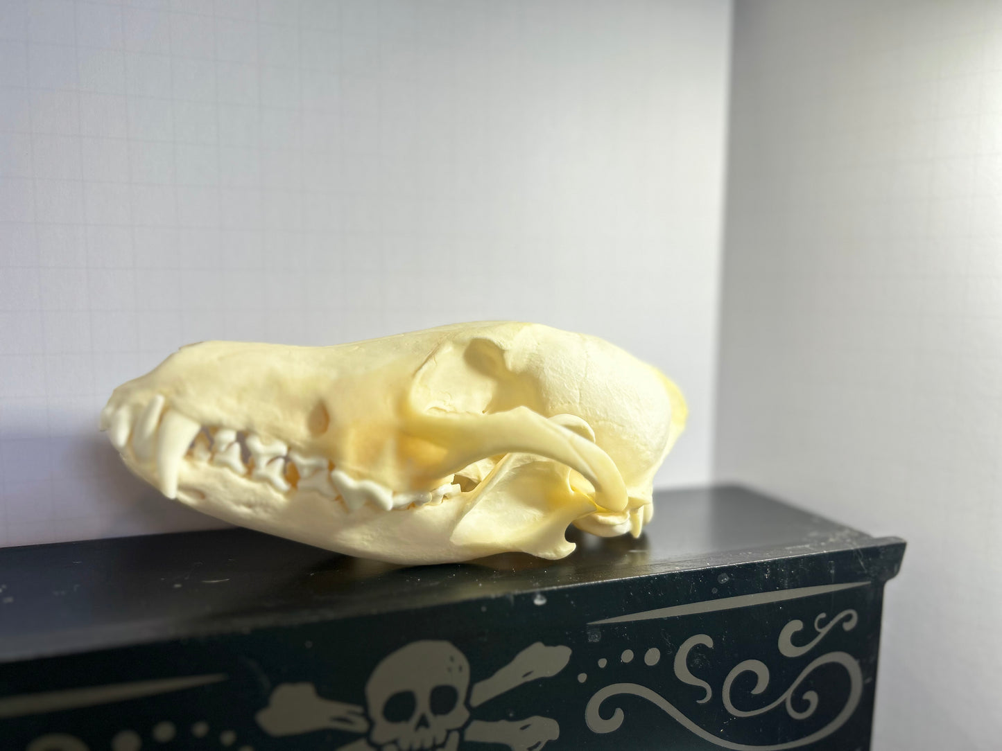 Coyote Skull