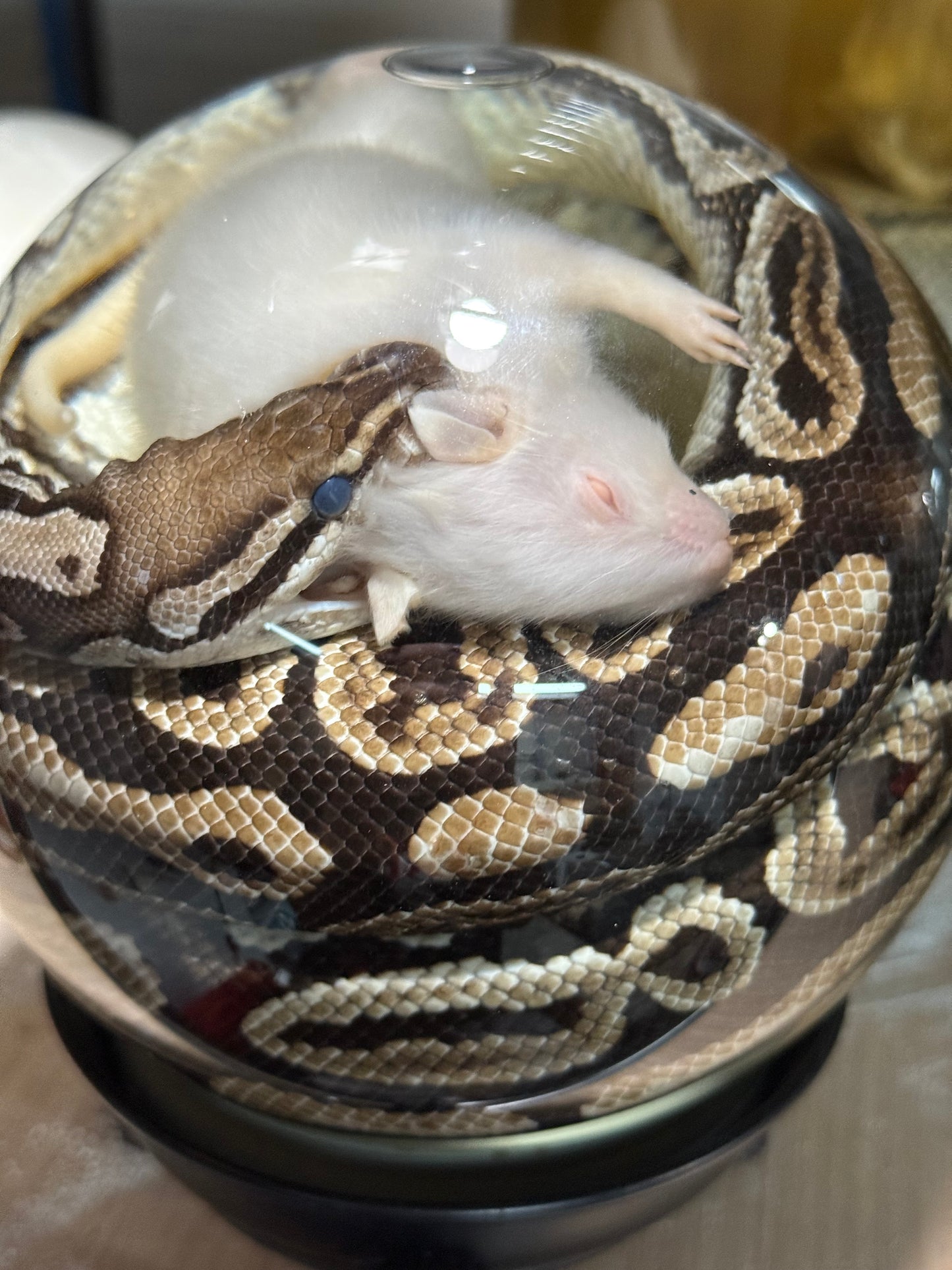 Ball Python Globe wet specimen