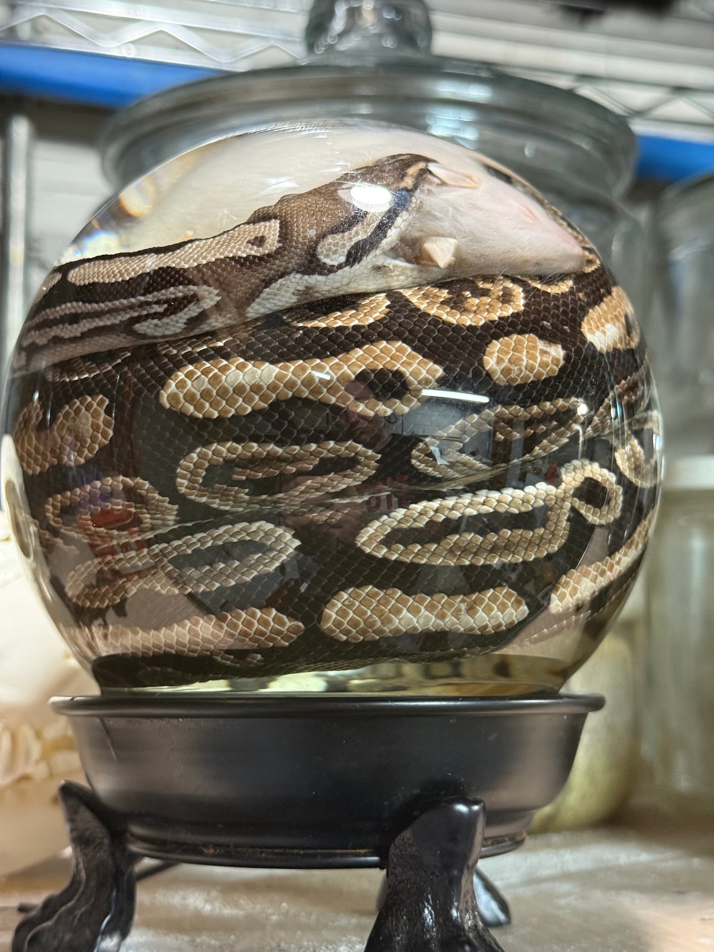Ball Python Globe wet specimen