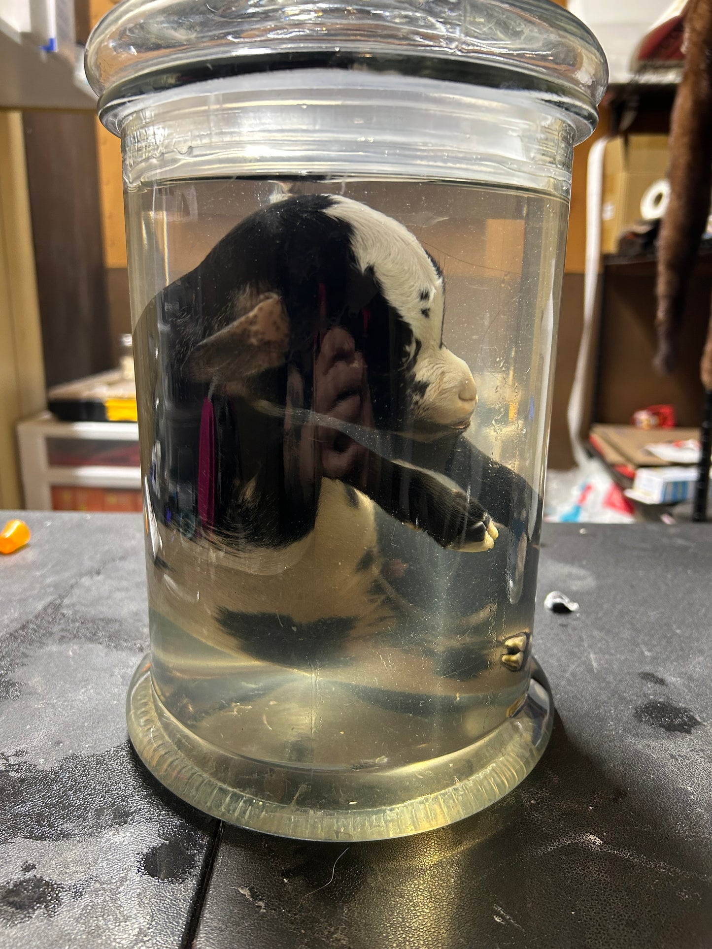 Kid goat wet specimen