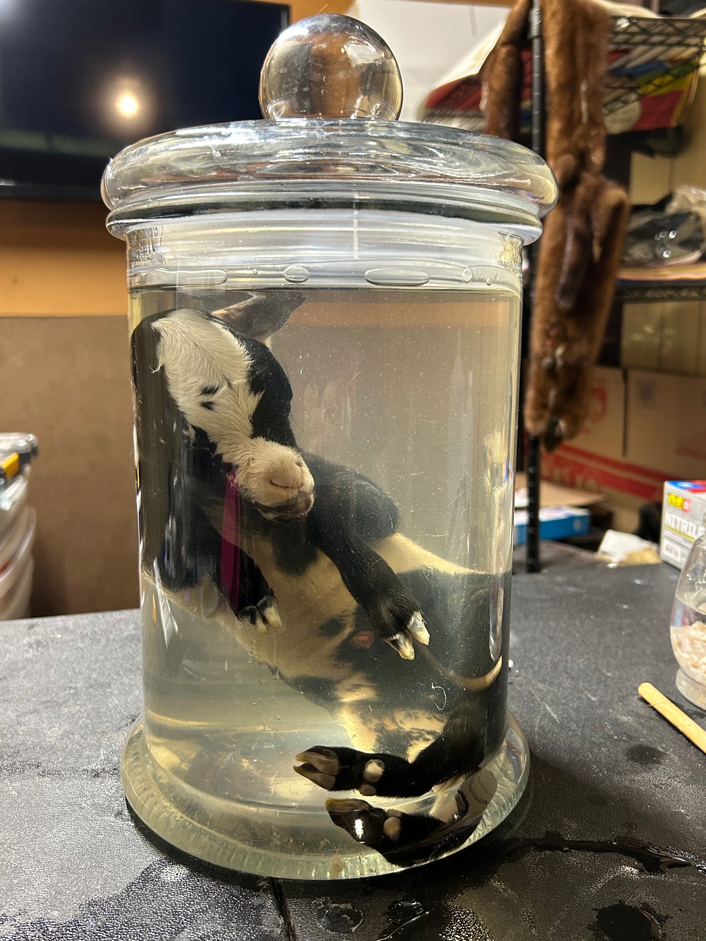 Kid goat wet specimen