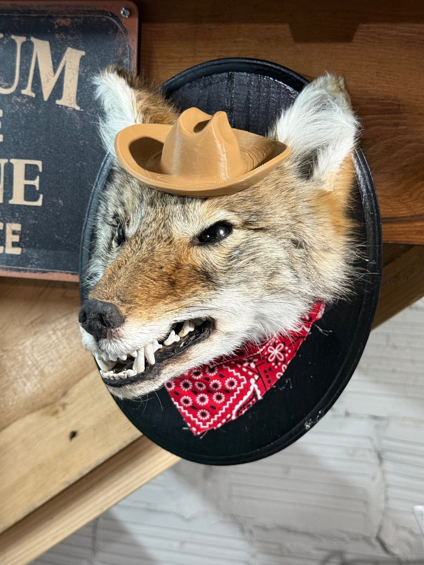 Cowboy coyote