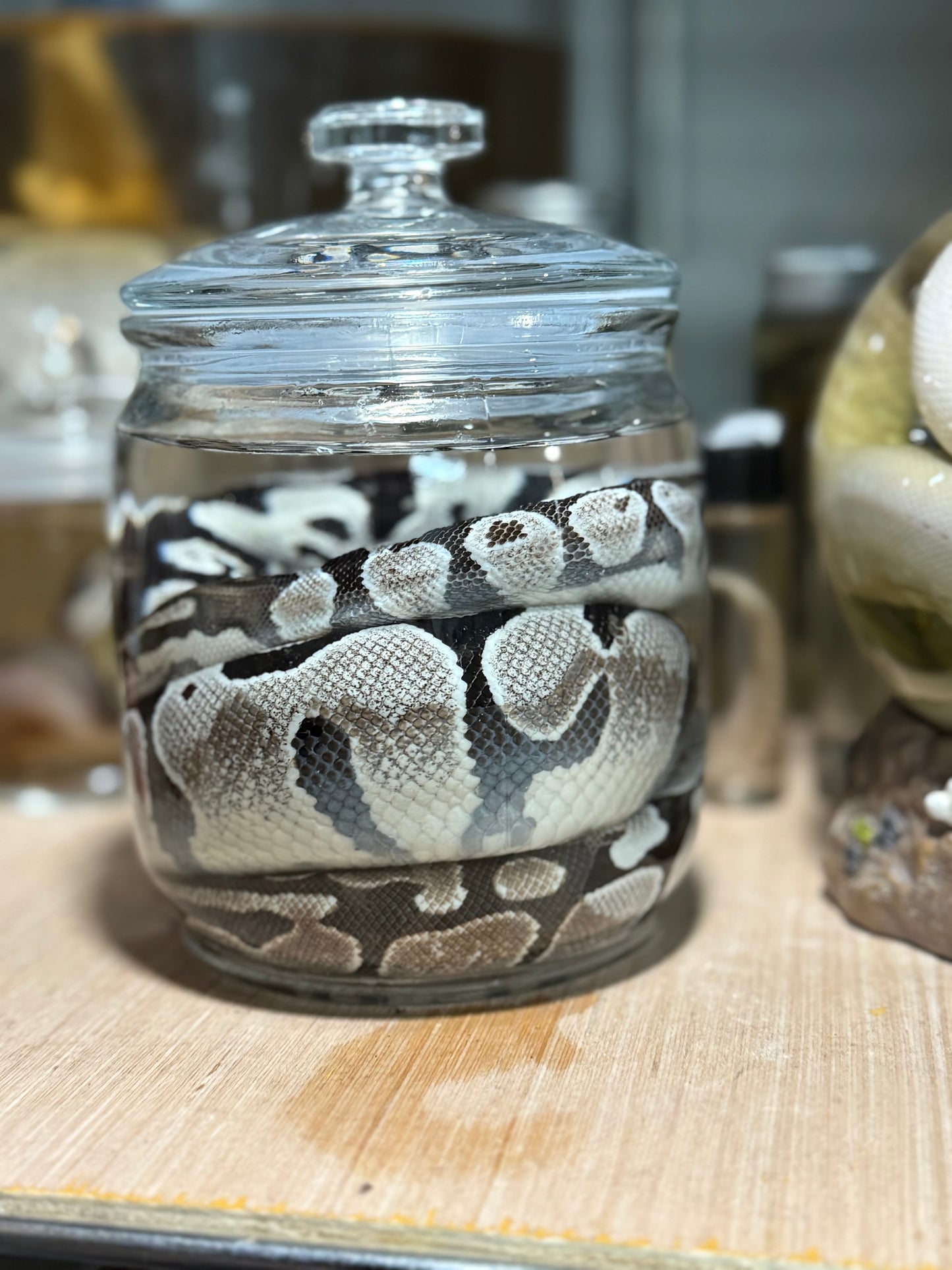 Sub-Adult Ball Python Wet Specimen