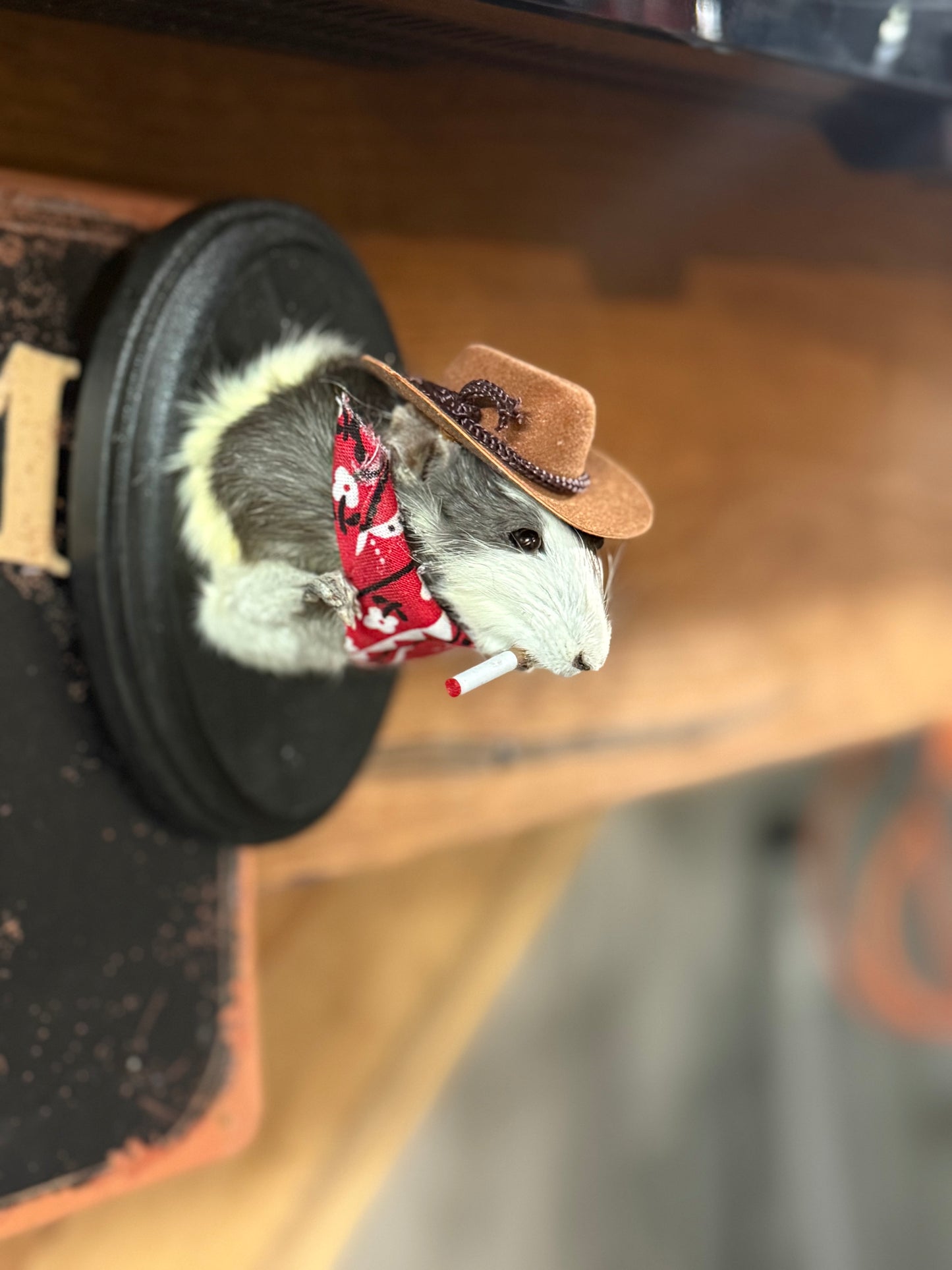 Big cowboy rat taxidermy