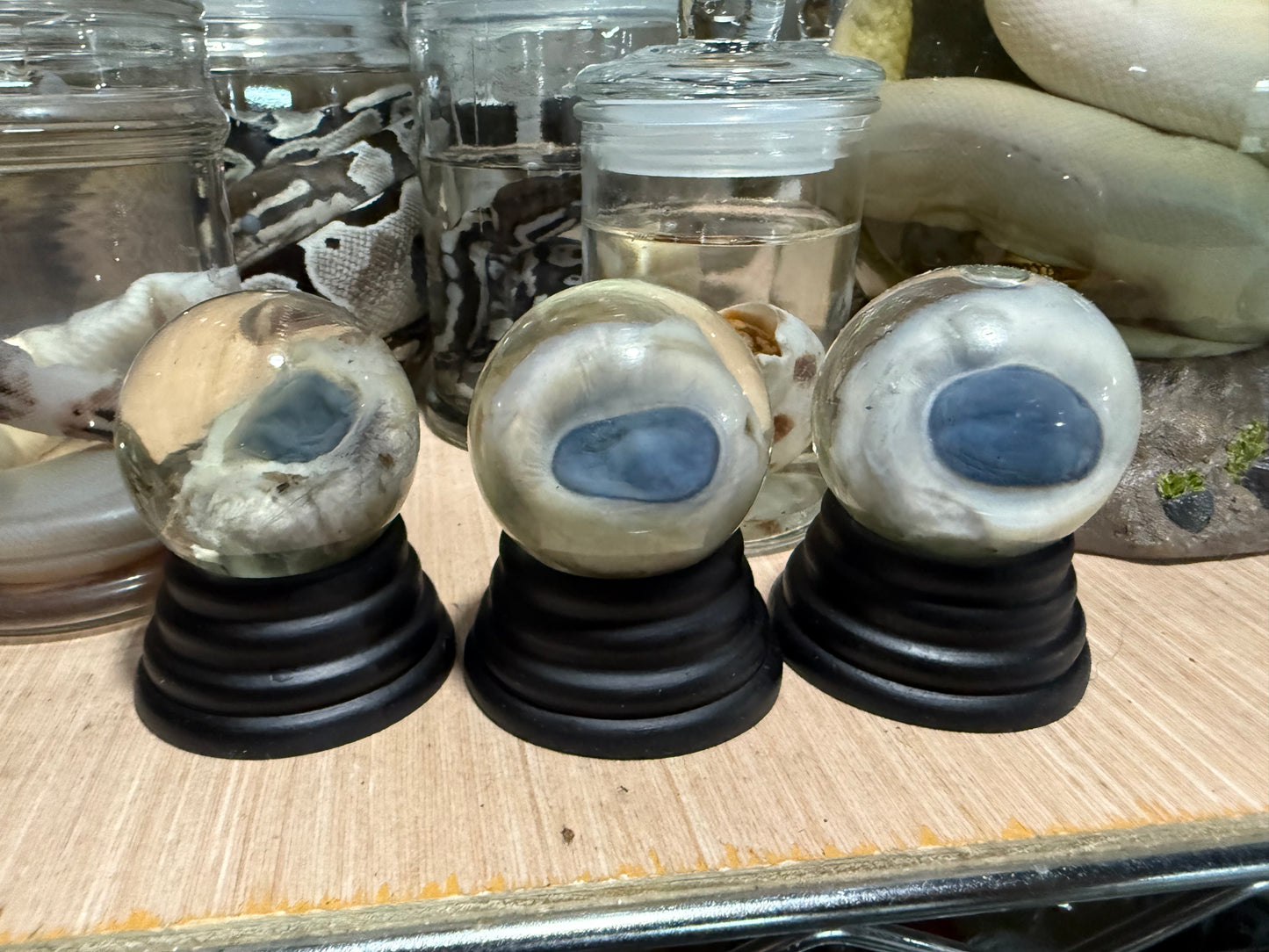 Sheep eyeball wet specimen globe
