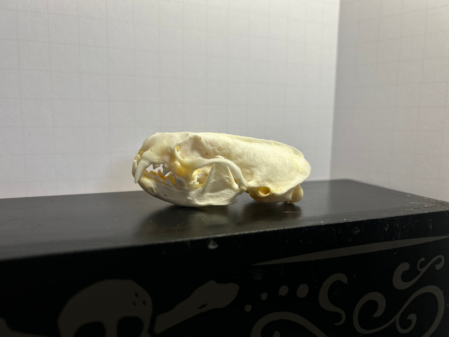 Mink Skull