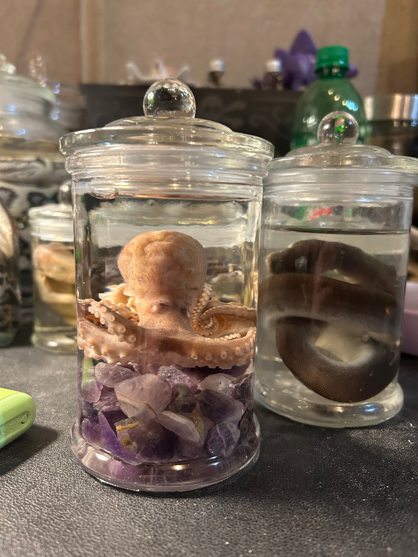 Octopus Wet Specimen with amethyst