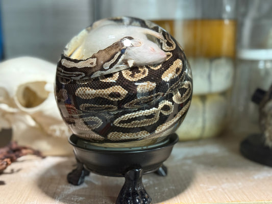 Ball Python Globe wet specimen