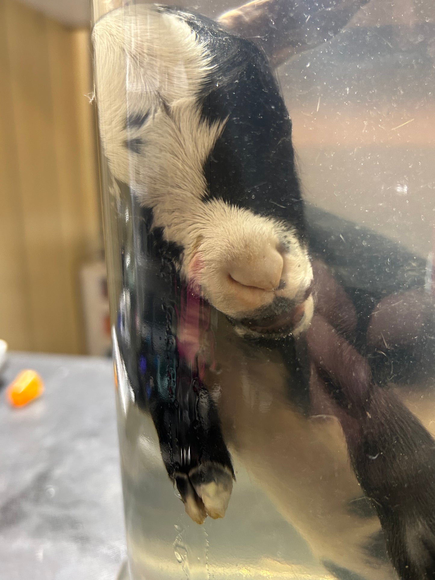 Kid goat wet specimen