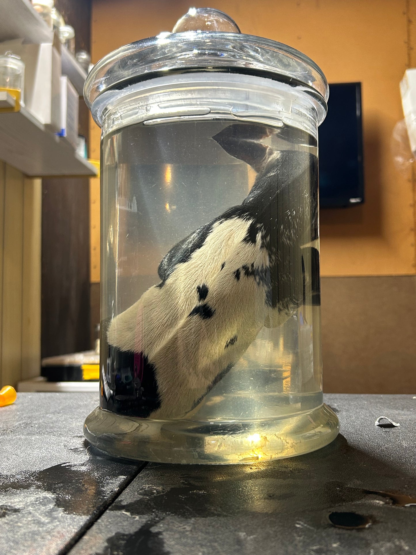 Kid goat wet specimen