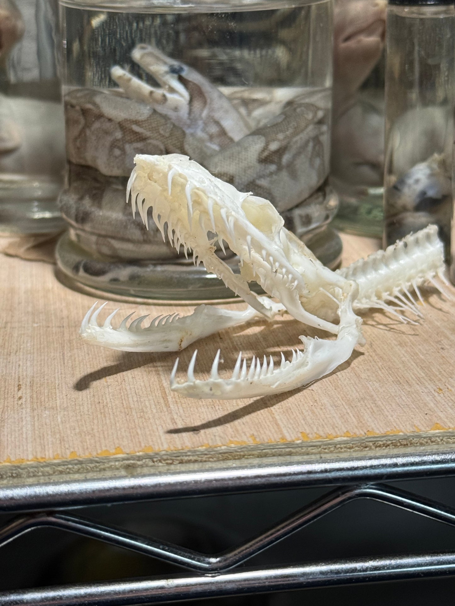 Burmese Python