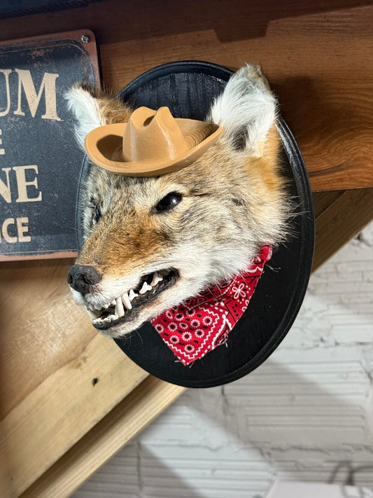 Cowboy coyote
