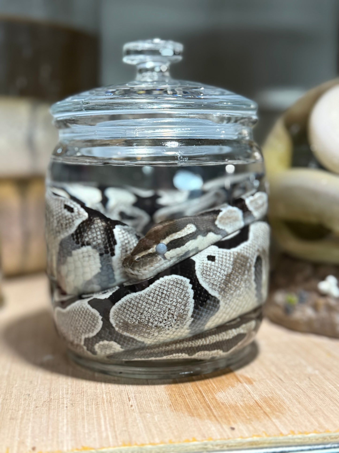 Sub-Adult Ball Python Wet Specimen