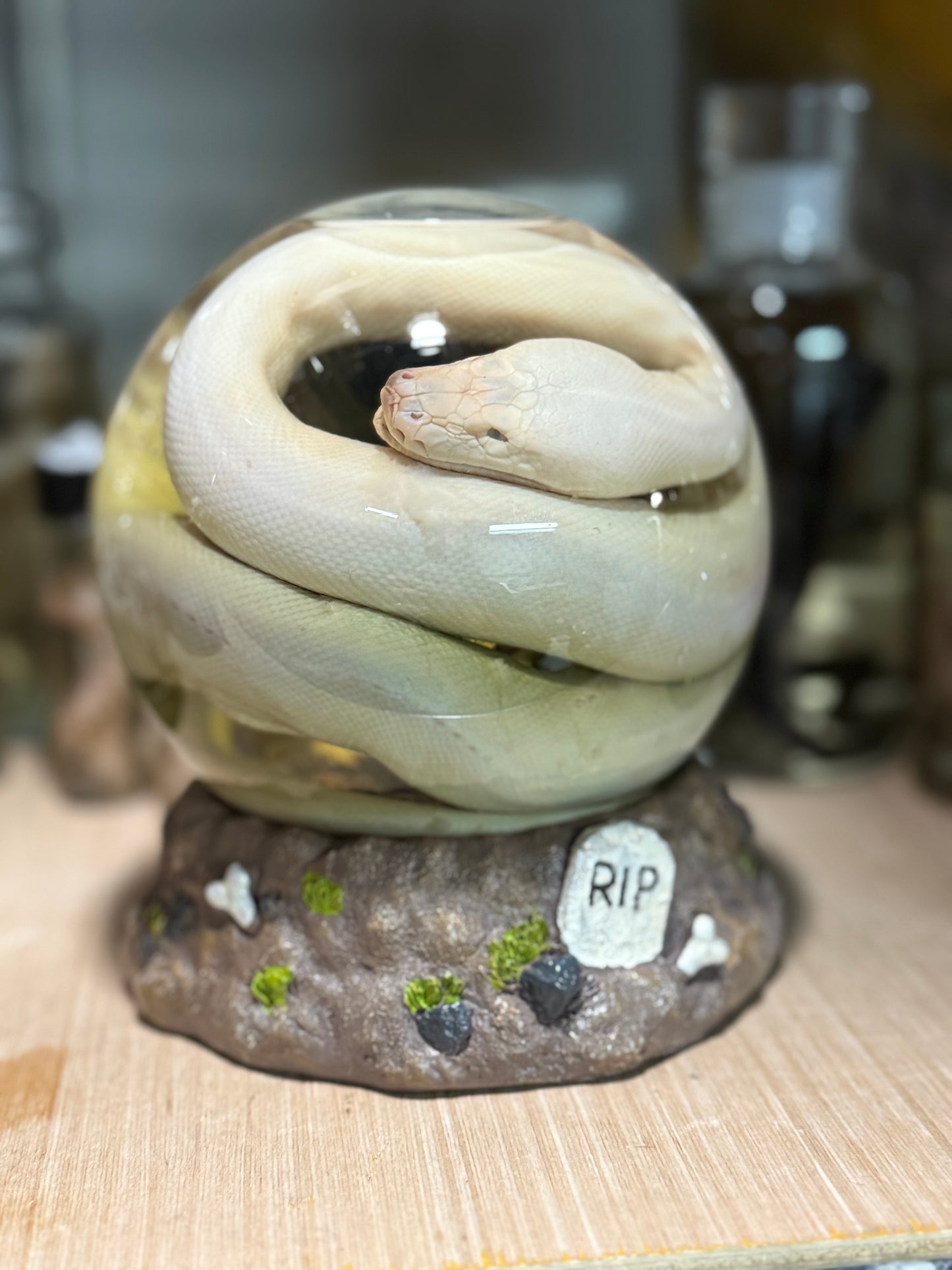 Halloween themed globed boa wet specimen