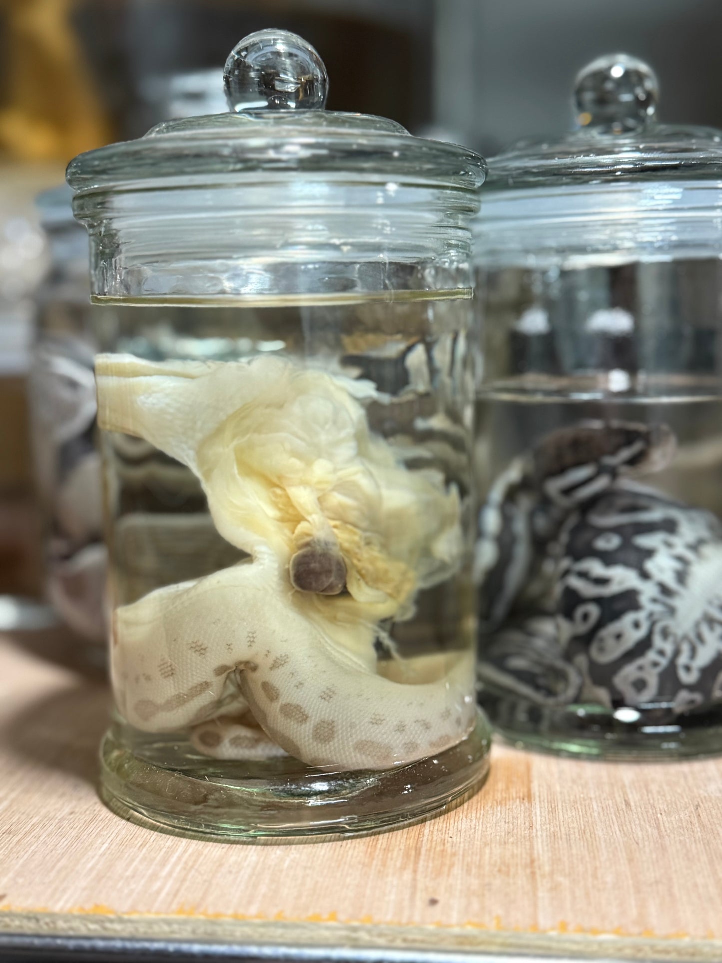 Deformed Burmese Python Wet Specimen