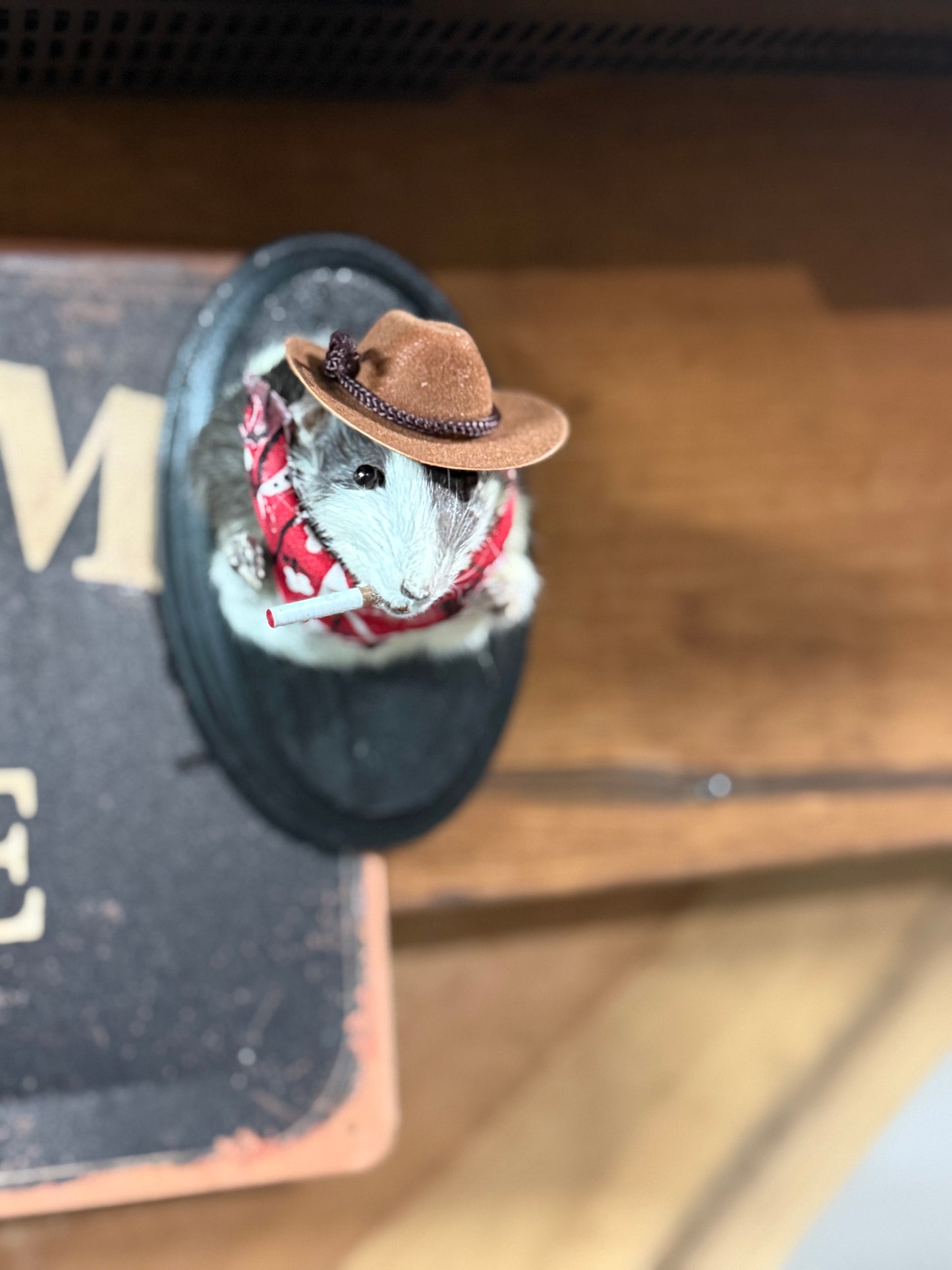 Big cowboy rat taxidermy