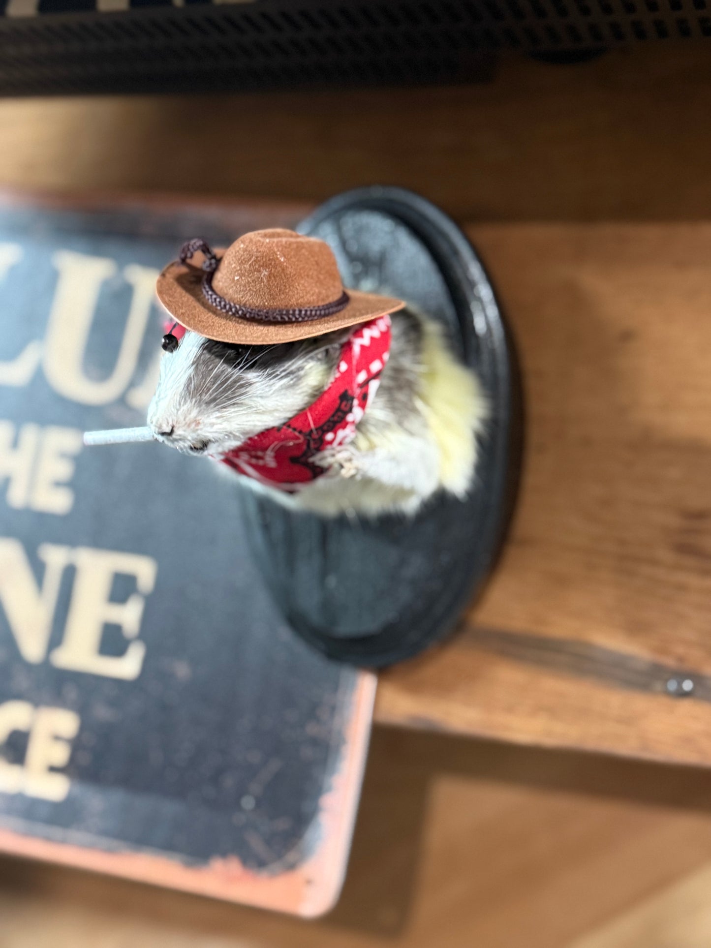 Big cowboy rat taxidermy