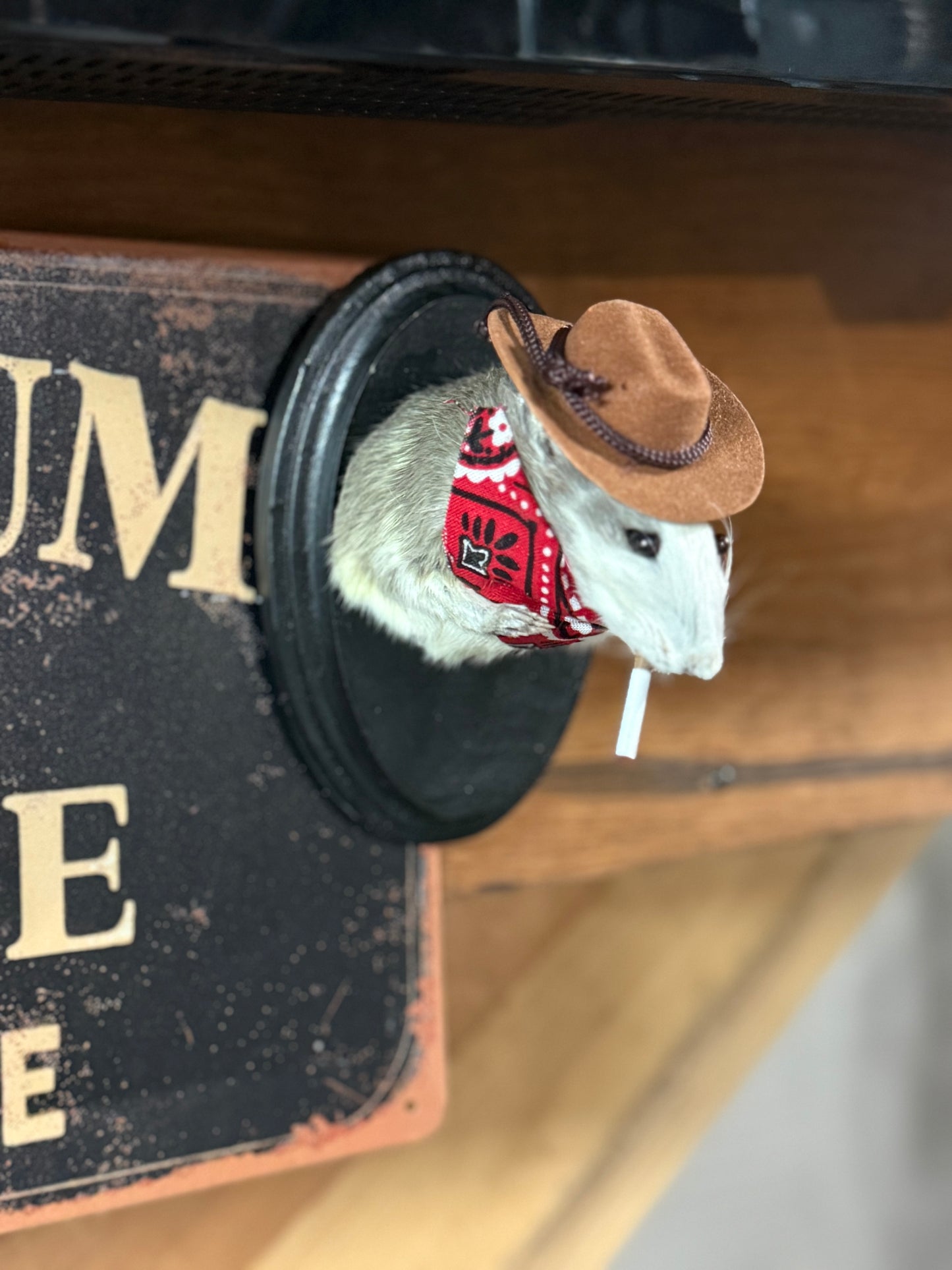 Big cowboy taxidermy rat