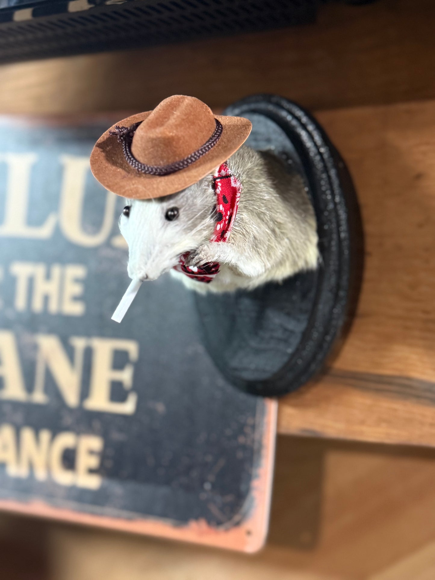 Big cowboy taxidermy rat