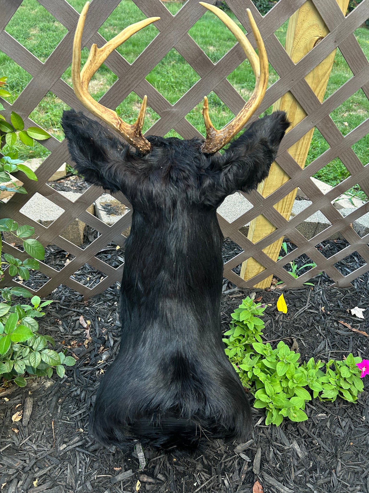 8 point buck -black taxidermy