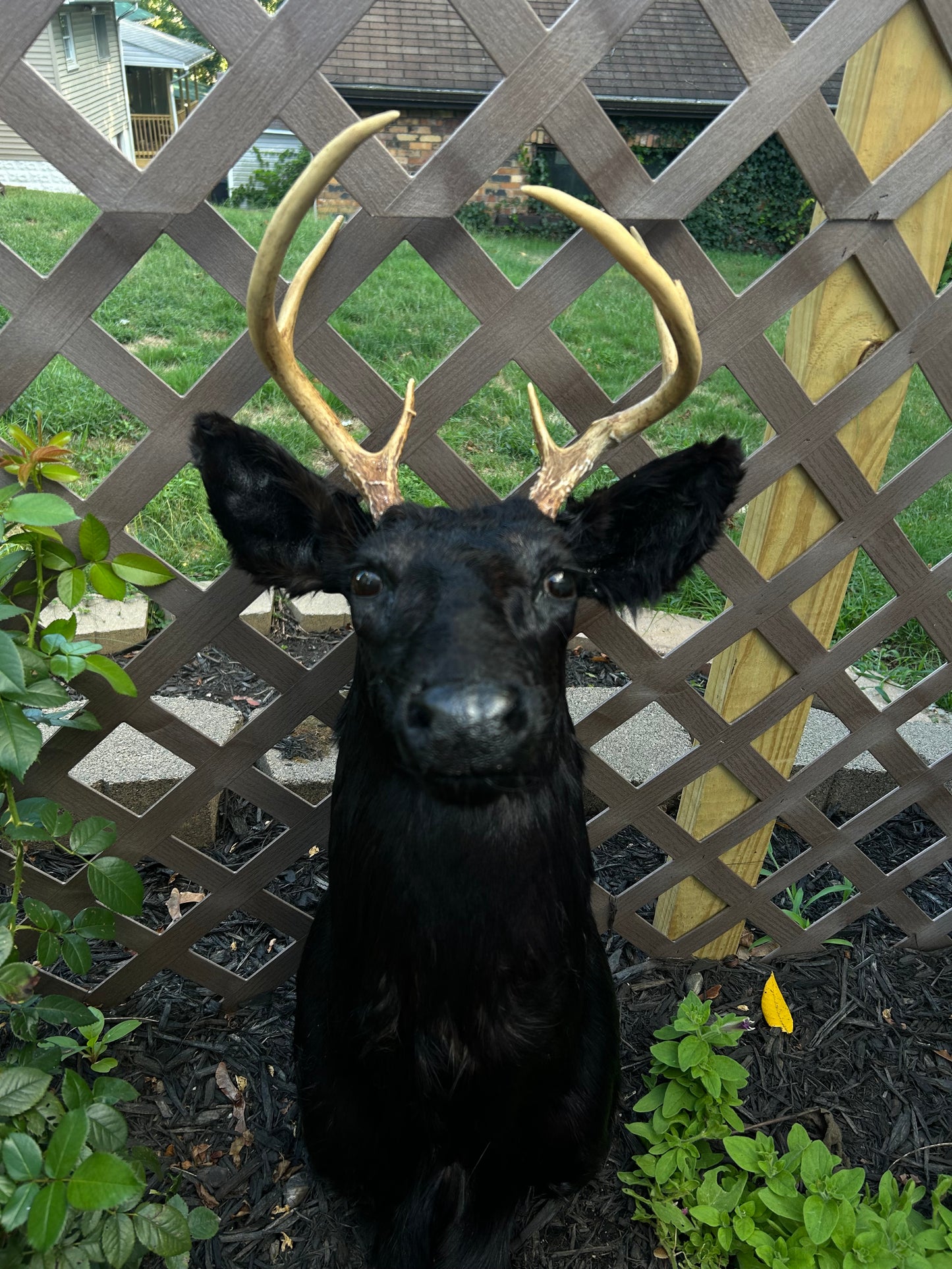 8 point buck -black taxidermy