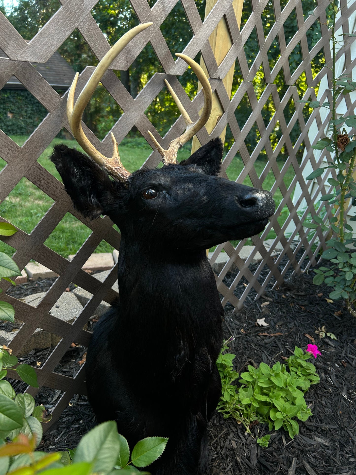 8 point buck -black taxidermy