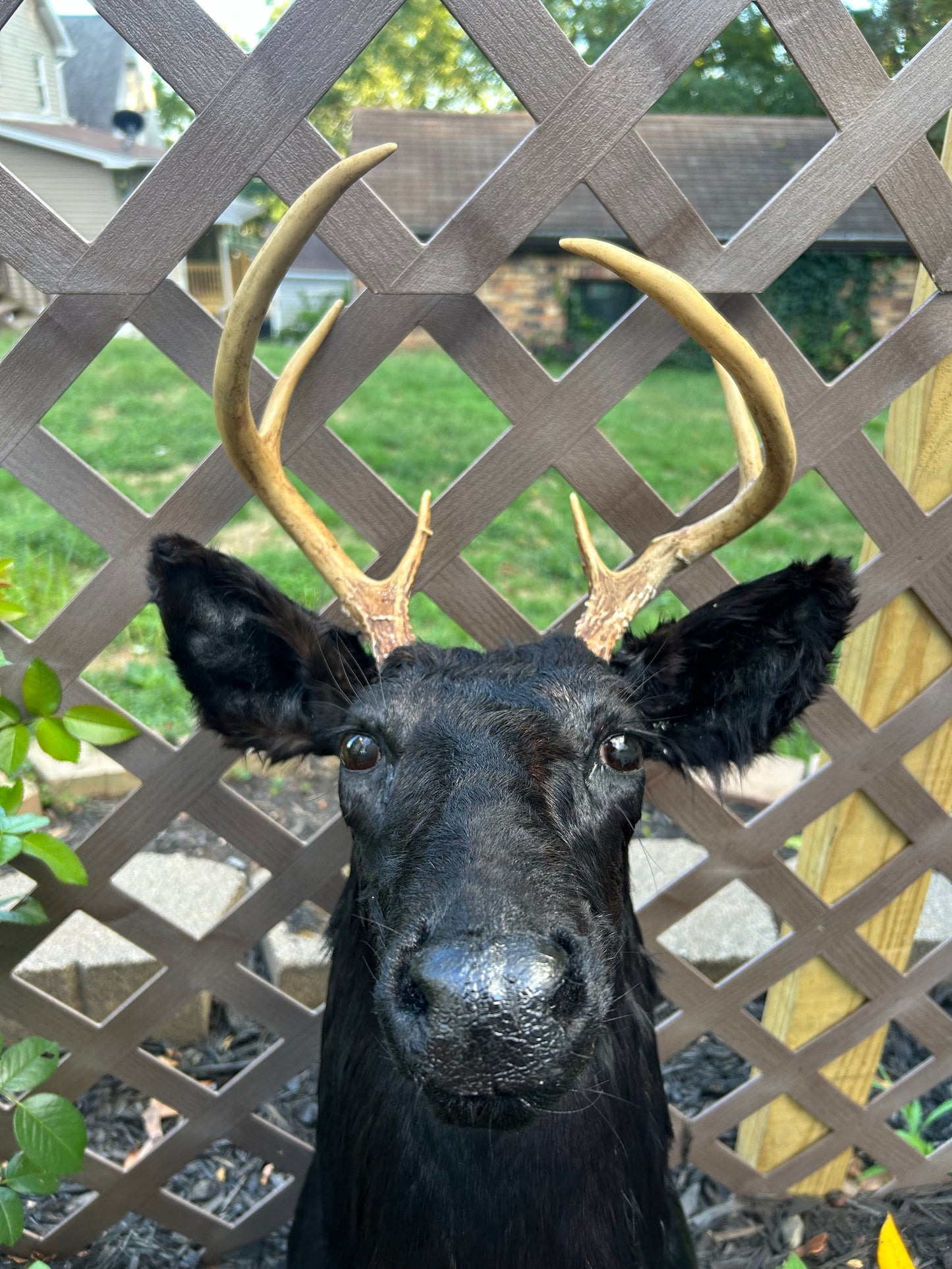 8 point buck -black taxidermy