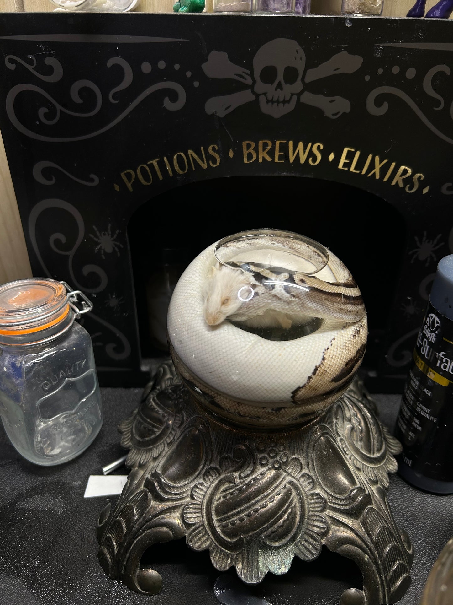 Adult ball python wet specimen with rat