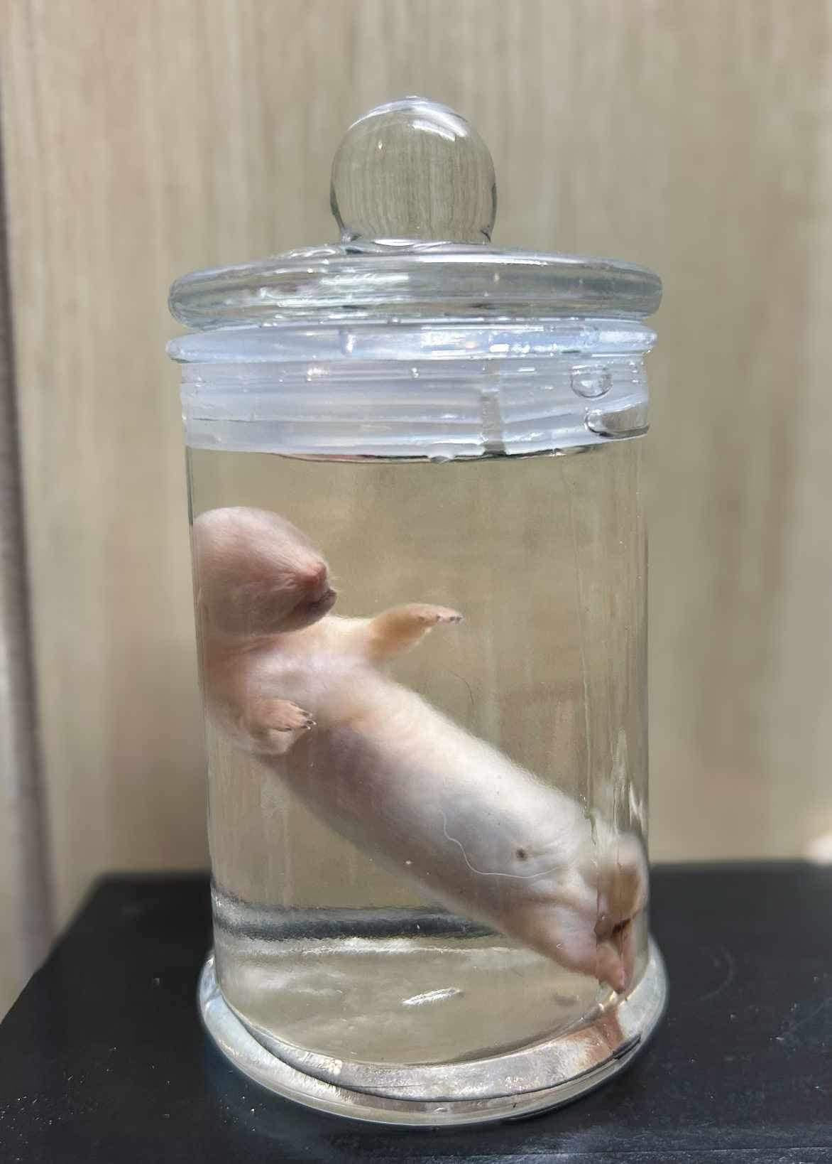 Ferret wet specimen