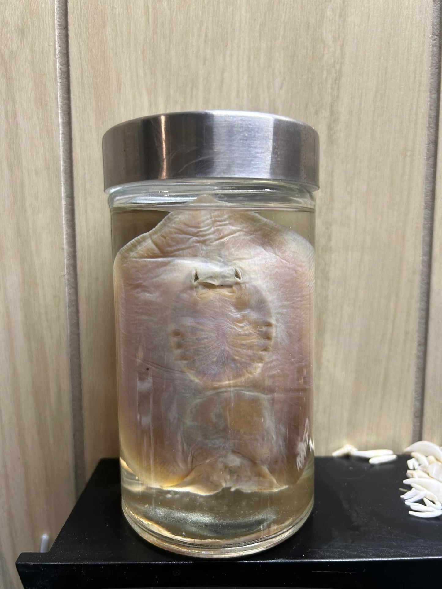 Stingray wet specimen