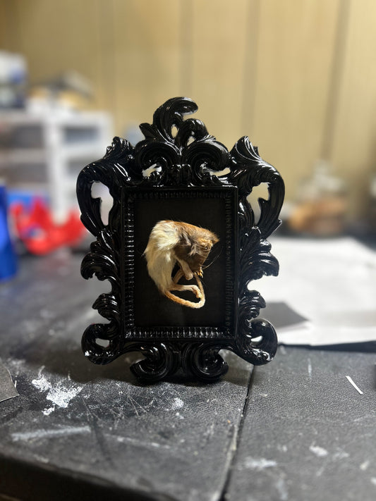 Mummified mouse on gothic frame